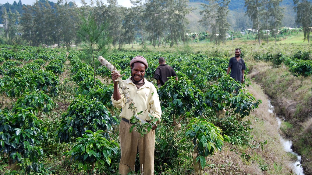 papua yeni gine tarım papua yeni gine tarım